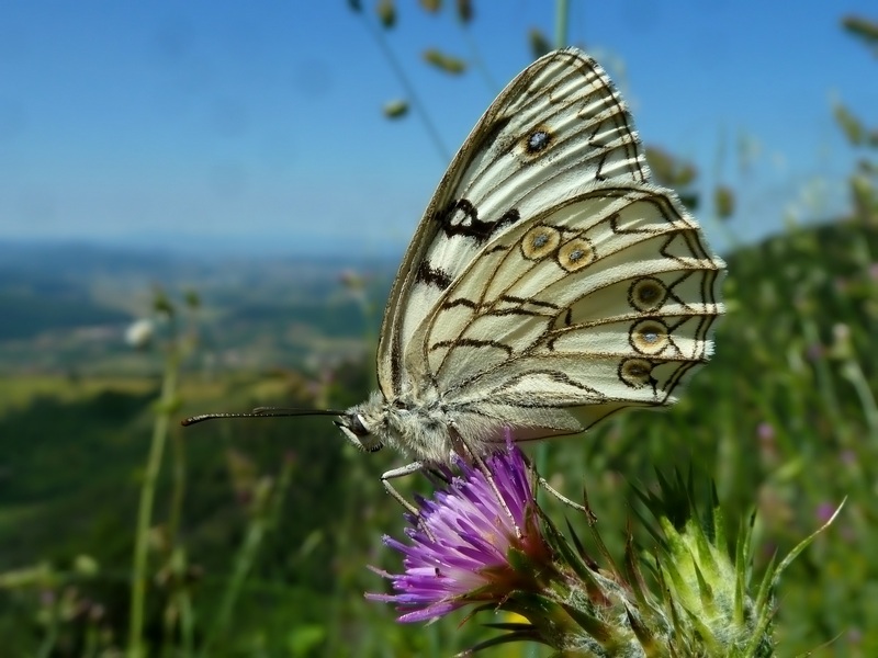 Consigli per il 2014